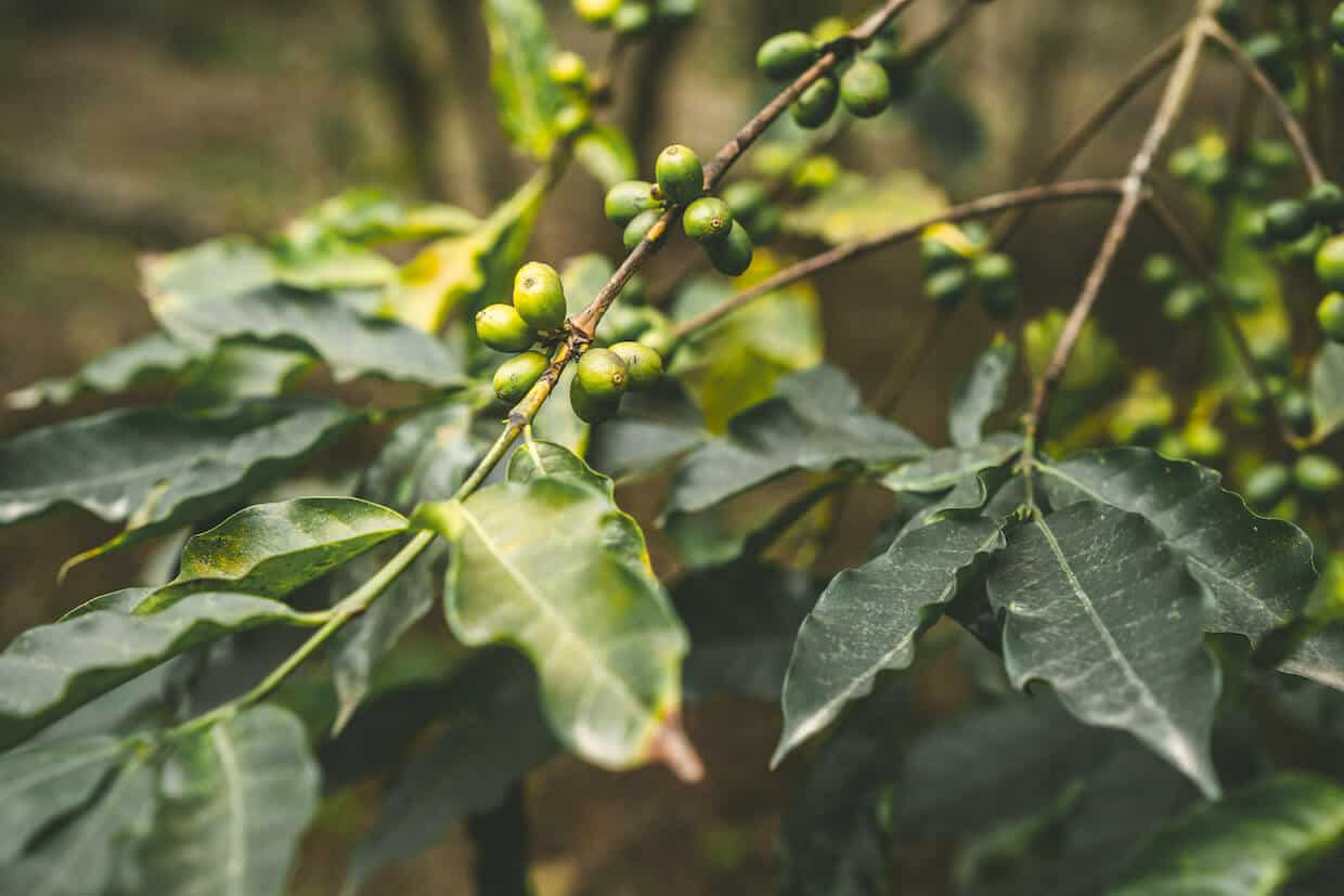 Brasiliansk kaffe plantage