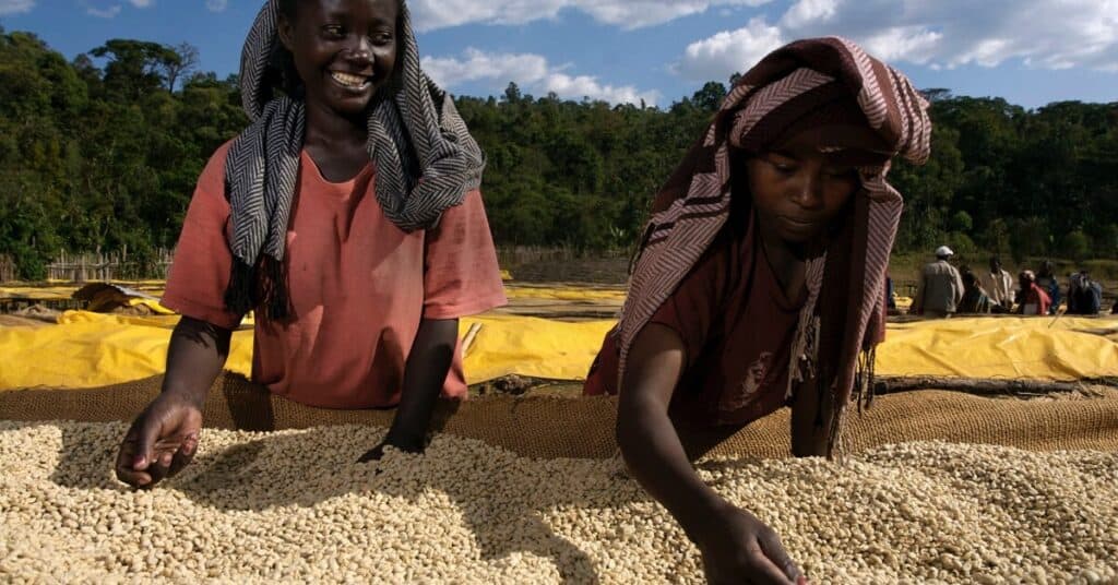 Etiopisk kaffefarm