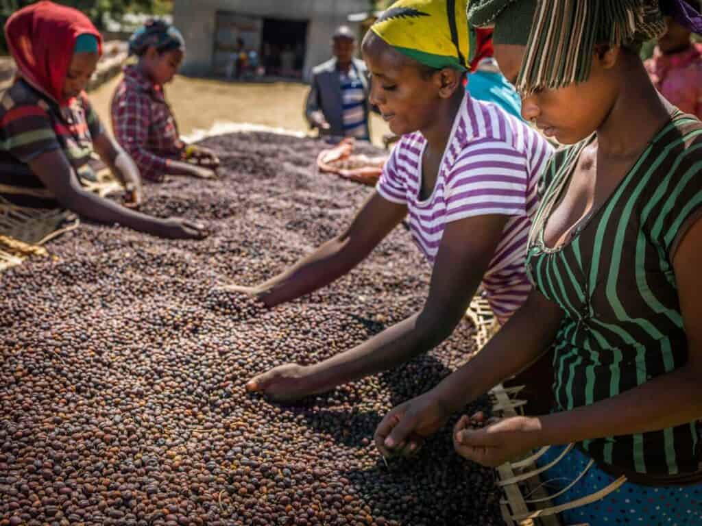 Kaffesortering på etiopisk kaffefarm